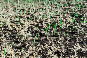 the first flowers sprout from the earth. shoots of plants on agricultural beds.