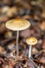 mushroom in the forest