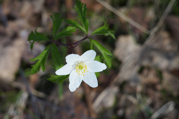 Anemone nemorosa - single white flower.
