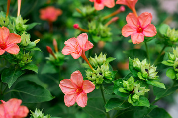 Fototapeta premium flowers Nicotiana alata Solanaceae Nicotiana forgetiana garden rustic