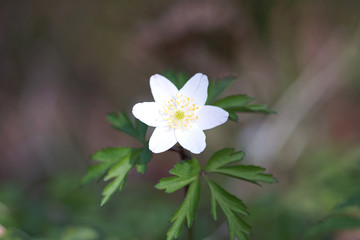 Windflower (Anemone nemorosa), close up image of the flower.