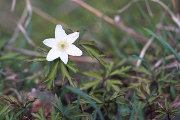 Anemone nemorosa - single white flower.