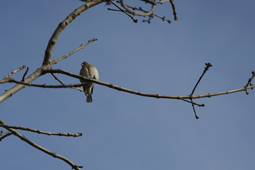 A grey bird sitting on a branch.