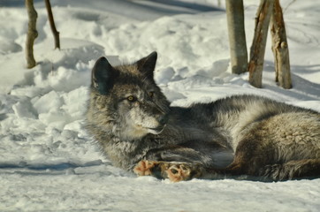 Gray Wolf in winter snow