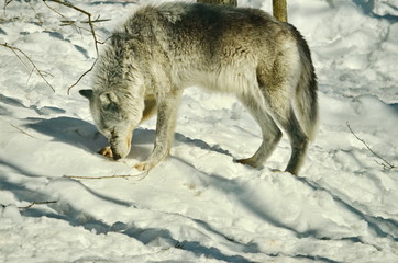 Gray Wolf in winter snow