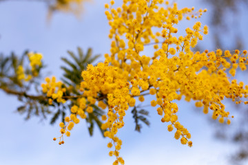 A branch of blooming spring mimosa.