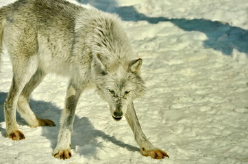 Fototapeta premium Gray Wolf in winter snow