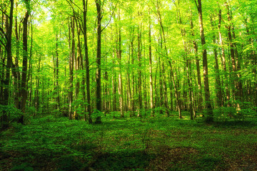 Lebhafter grüner Wald im Frühling