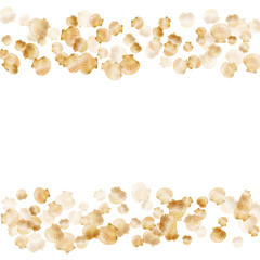 Oceanic scallop bivalve pearl shells gold mollusks