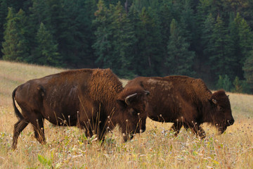 Wild Bison buffalo in a field
