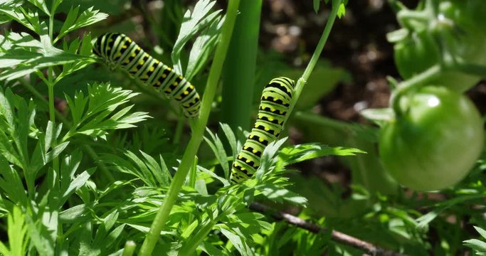 A black swallowtail, papilio polyxenes, caterpillar on carrot top leaves in a garden