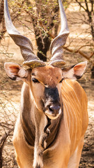 Senegal Safari Series: Impala male