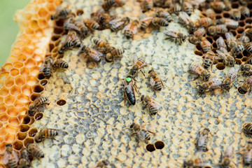 selected breeder queen with green mark on back on frame with nurse bee. queen attendants