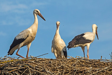 Three young storks in the nest. White stork (Ciconia ciconia).