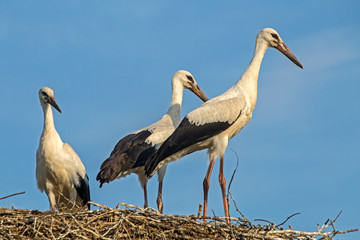 Three young storks in the nest. White stork (Ciconia ciconia).