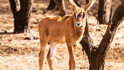 Senegal Safari Series: Impala