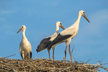 Three young storks in the nest. White stork (Ciconia ciconia).
