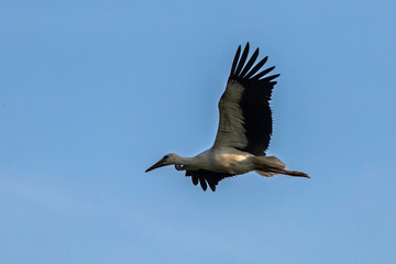 Young white stork flying on the blue sky. White stork (Ciconia ciconia)