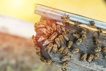 Bees kick drones out of bee families in late summer. A lot of drones near hive entrance.