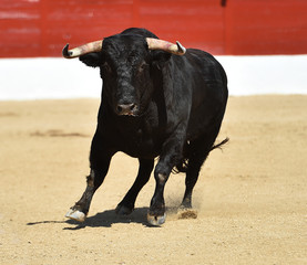 toro poderoso en españa