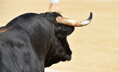 toro poderoso en españa