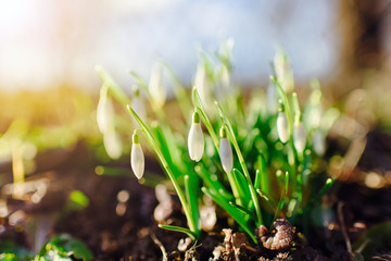 snowdrops in the forest, the first spring flowers.