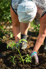 Naklejka premium Environment Earth Day In the hands of trees growing seedlings. Close up Farmer hand planting sprout