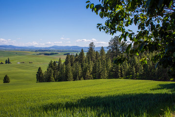 Kamiak Butte