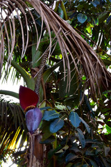 Banana tree - flower