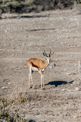 Closeup of an Impala - Aepyceros melampus- standing on the plains of Etosha National Park, Namibia.