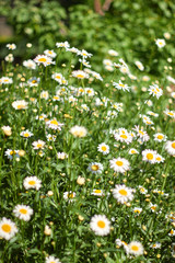 aroma, background, beautiful, beauty, blossom, botanical, botany, camomile, chamomile, closeup, daisy, environment, field, flora, floral, flower, garden, grass, green, health, healthy, herb, herbal, m