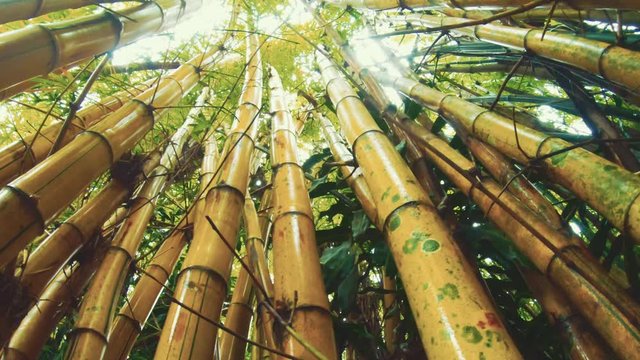 Bottom perspective of bamboo trunks in the tropical forest