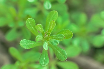 Galium aparine cleavers, catchweed, stickyweed, robin-run-the-hedge grip grass use in traditional medicine for treatment of disorders of lymph systems close-up In spring