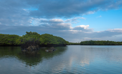 Fototapeta na wymiar Caleta Tortuga Negra (Black Turtle Cove), Santa Cruz Island, Galapagos Islands, Ecuador