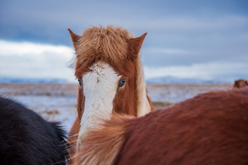 Portrait of Icelandic horse with blue eyes