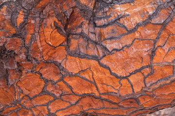 Detail of the trunk structure of the prockly pear cacti on Rabida Island, Galapagos Islands, Ecuador