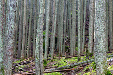 Avalanche Lake Traail in West Glacier, Glacier National Park, climbs through a forest where the power of nature's storms is visible.