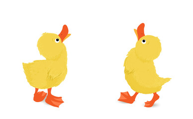 Entenküken Pärchen die nach oben schauen, Vektor Illustration isoliert auf weißem Hintergrund