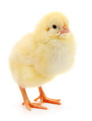 Fototapeta premium Mały żółty kurczak
