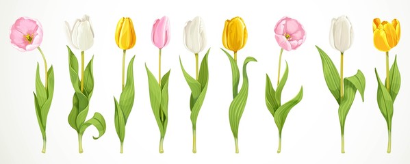 Realistiс tulips flowers pink, white and yellow  big set isolated on a white background