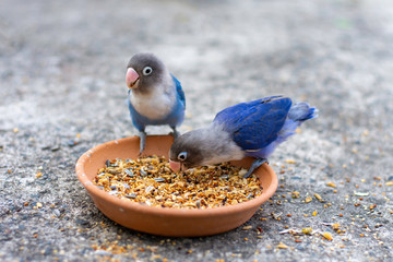 Two  parrots  lovebird eating food close up