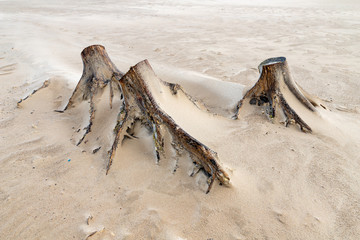 Old tree trunks covered with sand on a sea beach. A beach by the sea in Central Europe.