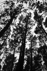 arboles en un bosque blanco y negro