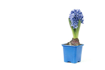 close up blue hyacinth flowers isolated on white