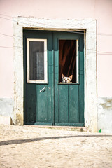 Fototapeta na wymiar Dog guarding door through window 1