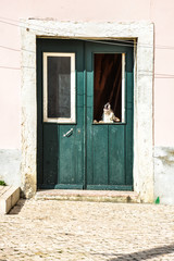 Obraz na płótnie Canvas Dog guarding door through window 2