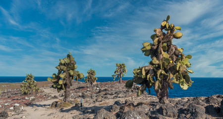 Stunning jurassic coastal landscaoes, with unique tall cactus trees, Plaza Sur Island, Galapagos Islands, Ecuador.