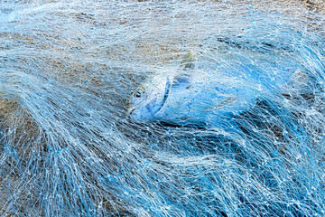 Fish caught in a cast-net on the beach one monotone and one color