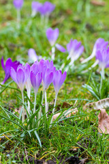 Crocuses - an early spring flowers