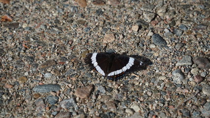 butterfly on rocks